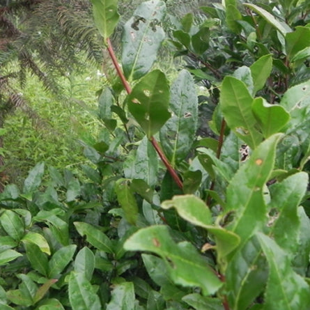 Wild Tea